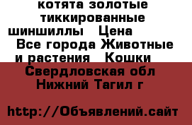 котята золотые тиккированные шиншиллы › Цена ­ 8 000 - Все города Животные и растения » Кошки   . Свердловская обл.,Нижний Тагил г.